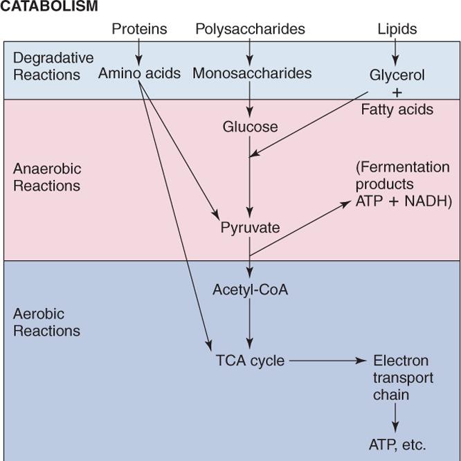 Catabolism Anabolism