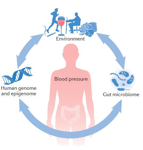 Gut microbiota regulates blood