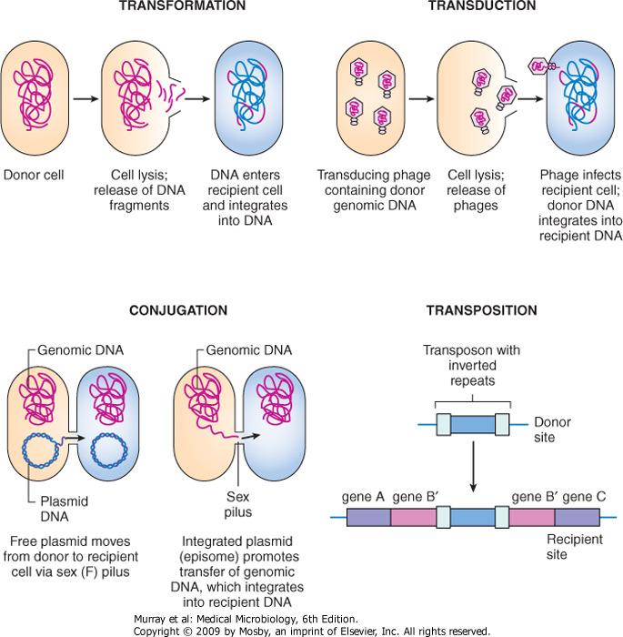 Mechanisms of genetic transfer between cells
