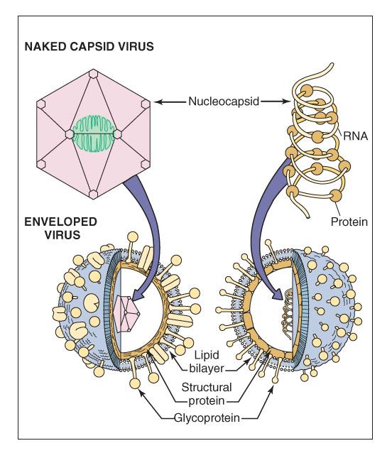 Naked capsid virus