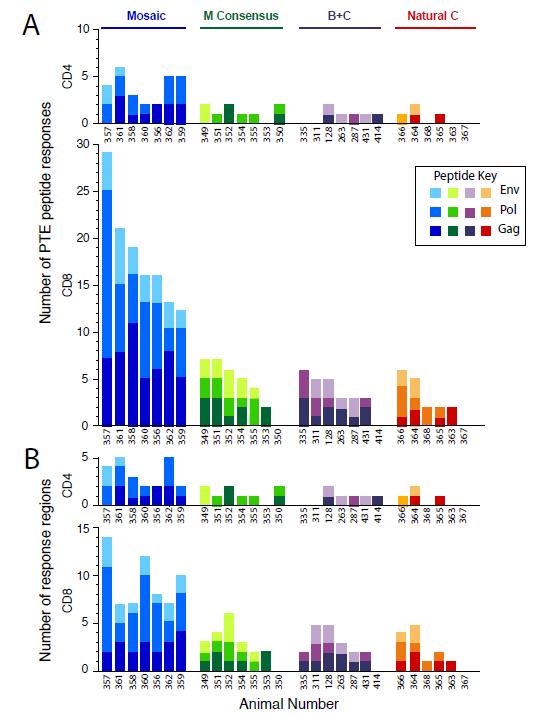 Expanded Breadth by Mosaic Compared with Consensus or Natural Gag/Pol/Env Antigens in Rhesus Monkeys The Ad26 mosaic vaccine yielded many more Gag, Pol, and Env (A) epitopespecific T lymphocyte