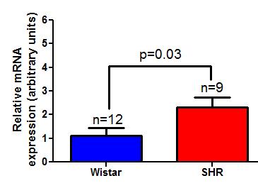 2 mv 2 mv Supplementry Figure 2 WISTAR SHR WISTAR AF-353 SHR AF-353 c Tyrosine Hydoxylse e.5 s -57 mv -52 mv -61 mv -6 mv 1nA d Post-Synptic Density-95 f 1.5 s NCN -57mV Supplementry Figure 2.