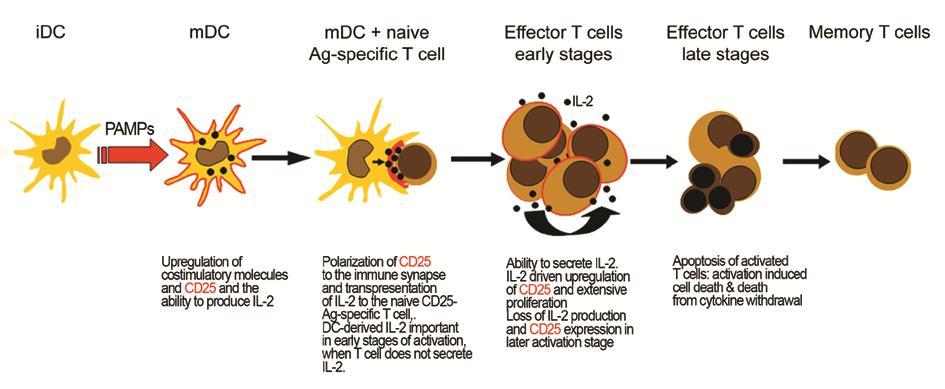 Supplementary figure 8 Supplementary figure 7: Model describing the role of CD25 in T cell activation.