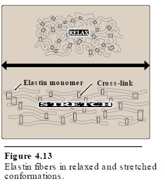 Elastin Introduction - Elastin is a fibrous protein Amorphous protein (random coil) to stretch then recoil.
