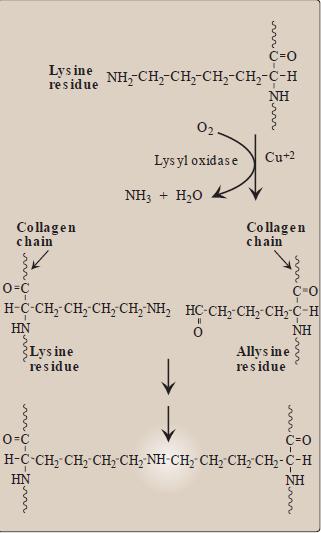 Hydroxylation reactions and Cross-link formation Hydroxylation Cross- link formation reaction in collagen Substrates Proline or Lysine Lysine & hydroxlysine Enzyme (s) Prolyl hydroxylase or lysyl