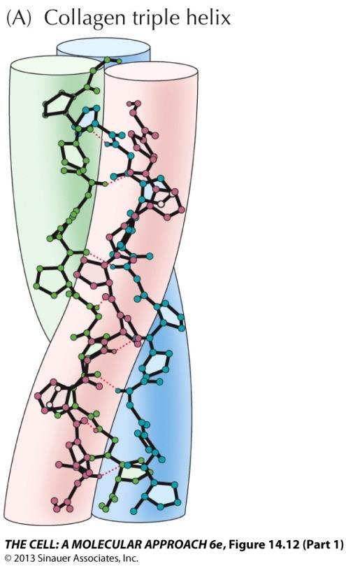 The Extracellular Matrix and Cell-Matrix Interactions The major structural protein is collagen.