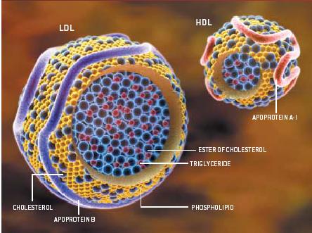 NOT ALL CHOLESTEROL IS BAD Cholesterol a type of fat plays a role in maintaining cell membrane structure and hormone production.