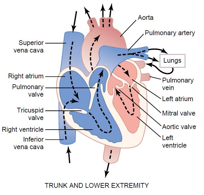 Cardiovascular system Heart consists of four chambers 2 atria collect blood and deliver to ventricles 2 ventricles pump blood to pulmonary and systemic circulation Septum