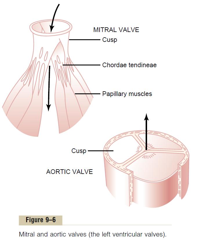 Cardiovascular system Heart Valves Function is to prevent backflow - Mitral and bicuspid valve (AV valve) Prevent backflow to the atria Prolapse is prevented by the chordae tendineae Tensioned by the