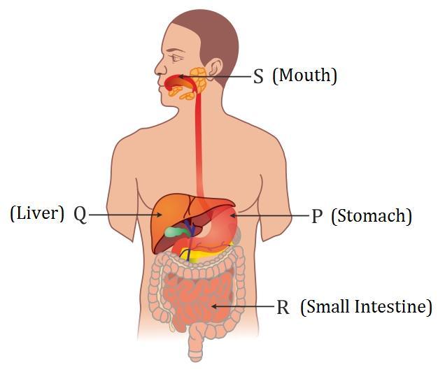 IV. 26. 27. (a) Secretions of the endocrine glands called hormones are poured directly into the blood stream from where they reach the specific parts of the body.