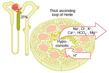 Counter-Current System in Kidneys Hyperosmotic Renal Medulla Role of Loop of Henle