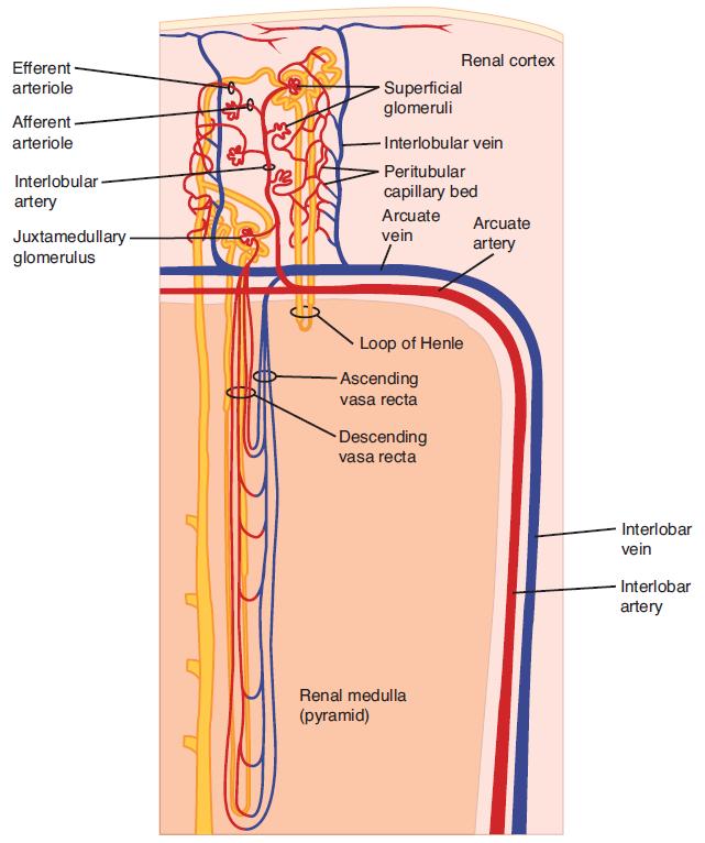 Counter-Current System in Kidneys Hyperosmotic Renal Medulla Role