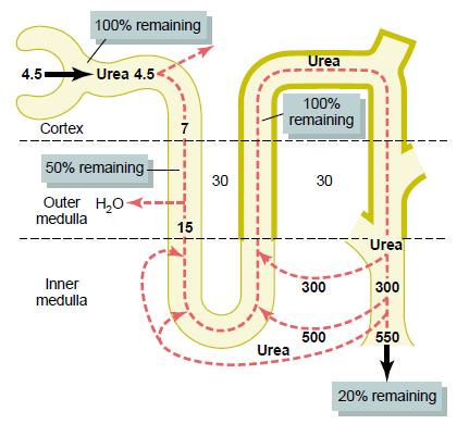 Counter-Current System in Kidneys Hyperosmotic Renal Medulla Role of Urea passive transport following parts of tubulus