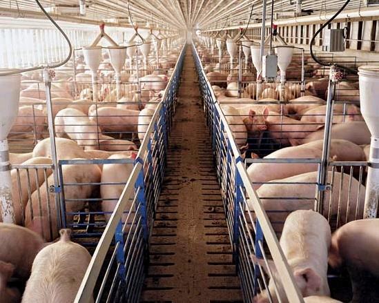 environmental impact of pig production Dr.