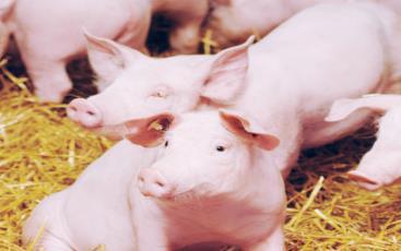Integrated approach of using low CP pig diets with probiotics and fiber sources further improves