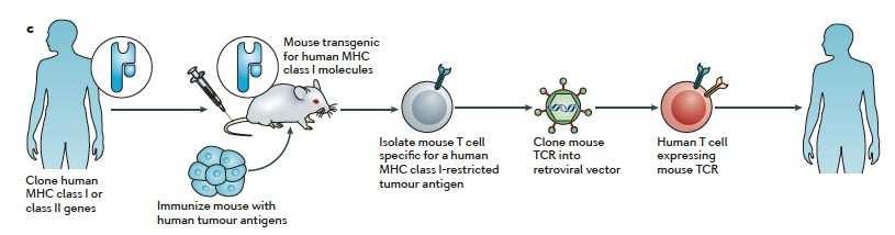 Forms of ACT: T cell