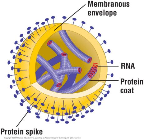 Viruses The reproductive cycle of an enveloped virus