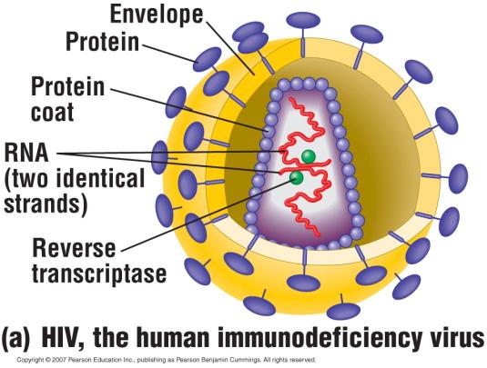 HIV is a retrovirus. A retrovirus is an RNA virus that reproduces by means of a DNA molecule.