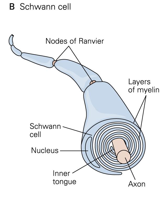 Types of Glial Cells Schwann cells provide myelin sheaths that insulate axons in the peripheral nervous system.