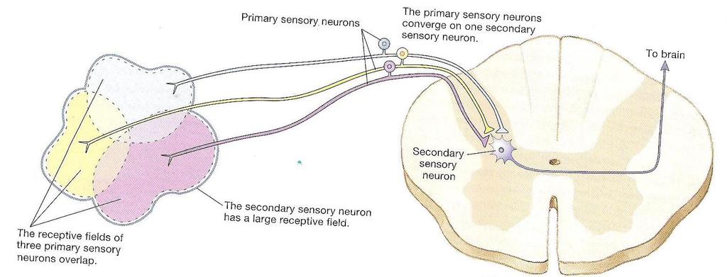 Receptive Field: Each sensory neuron has a specific sensory field where that one neuron will receive stimuli from.