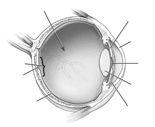 What is the macula? The back of the eye has a light-sensitive lining called the retina, similar to the film in a camera. Light is focused through the eye onto the retina, allowing us to see.