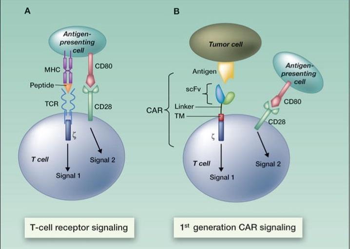 Chimeric Antigen Receptor T Cell Therapy