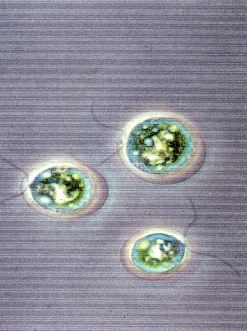 Haematococcus Cells Motile,