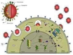 ribonucleoproteins out of nucleus) What makes the viruses more pathogenic?