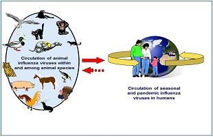 Infectious Diseases at the Human-Animal Interface Influenza as an