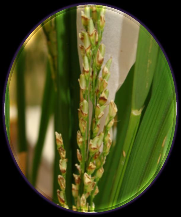 Nutrition Rice: Introgression of