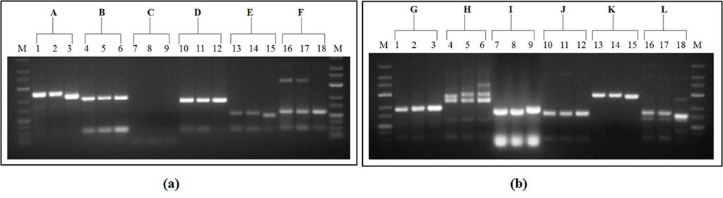 closely related to Swarna and distantly related to IR68144 transgenic line