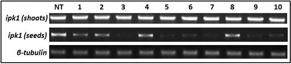 transgenic T 3 plants (a) ipk1, (b) mips