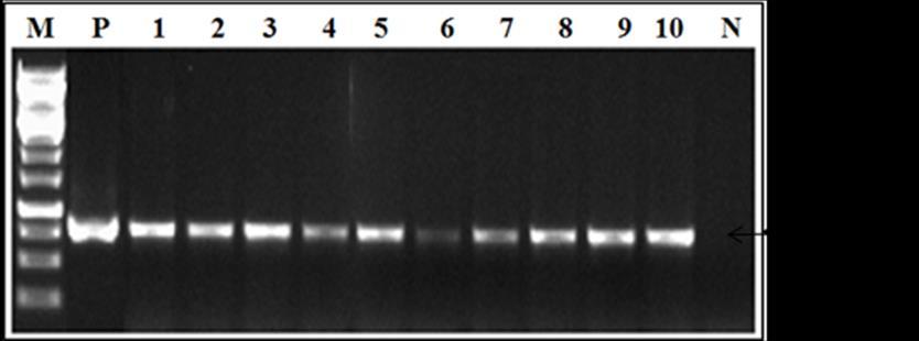 PCR Screening of transgenic plants with Osfer2