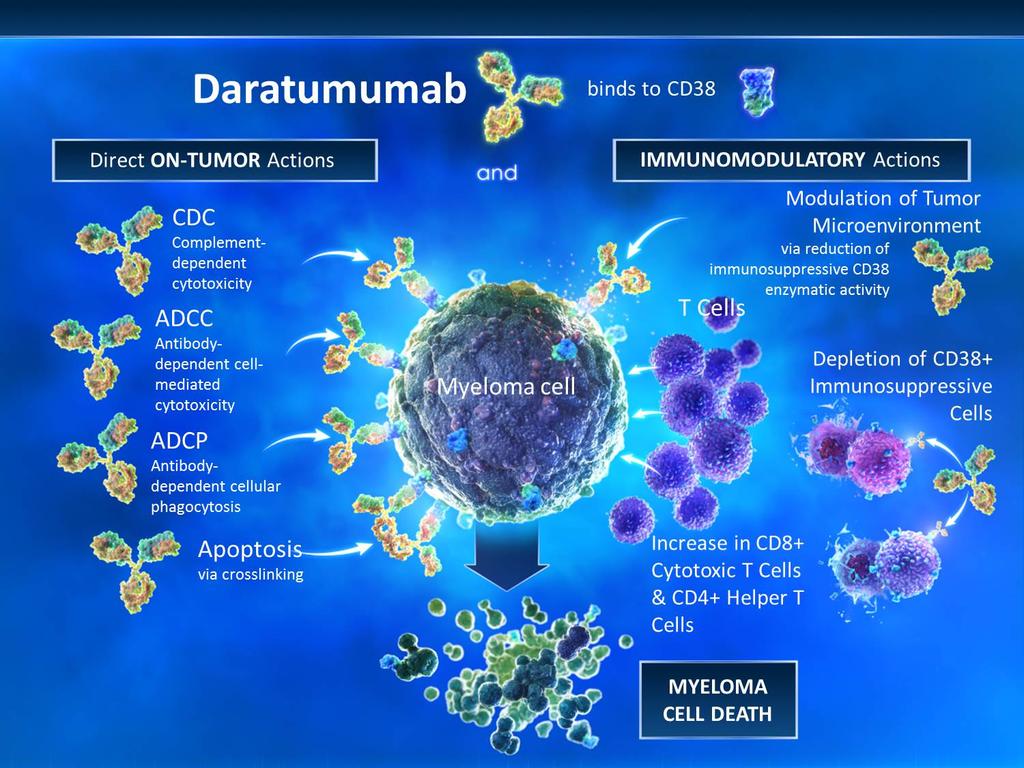 Daratumumab: Mechanism of Action Human CD38 IgGκ monoclonal antibody Direct and indirect anti-myeloma activity 1-5 Depletes CD38+ immunosuppressive regulatory cells 5 Promotes T-cell expansion and