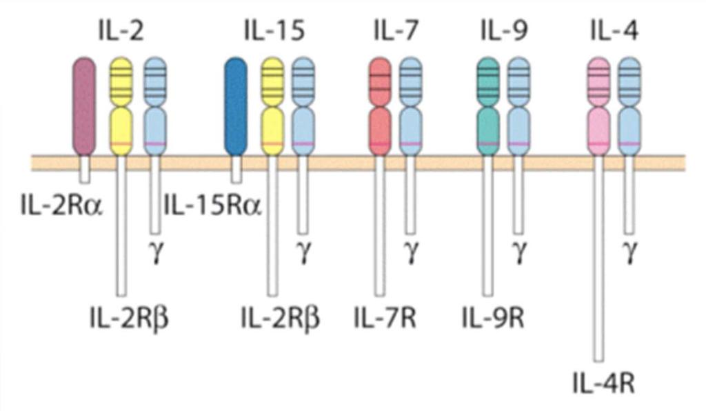 Cytokine Receptors Subfamilies of receptors: Specificity conferred by