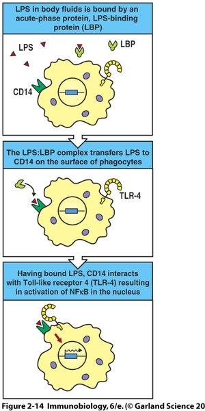 LPS stimulation of Mf NFkB Induces costimulatory molecules (B7.1, B7.