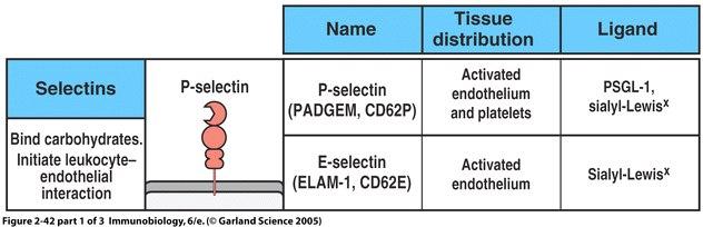 Selectins of endothelium bind