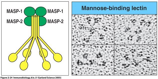 MB-Lectin pathway Mannan binding lectin binds to mannose MASP-1,-2