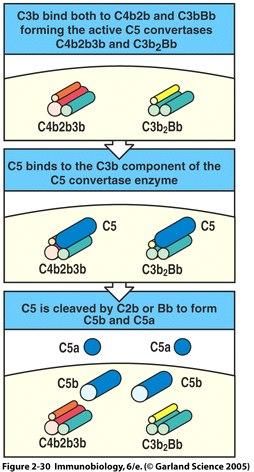C5 convertase Cleaves C5 Composed of: Classical/MBL pathway C4b,C2b,C3b