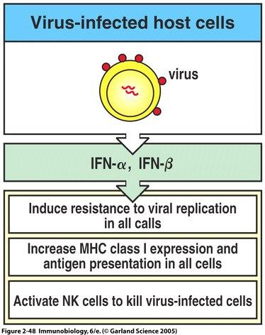 Interferons a= leukocytes b= fibroblasts g= NK, T cells a,b= important in early viral infection signal= dsrna a,b