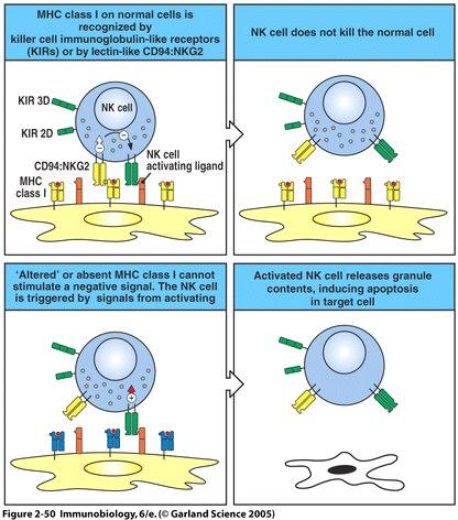 NK cell cytotoxicity Activating signal= NK receptors bind to