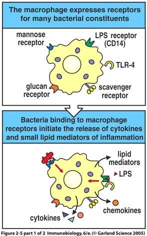 Mf receptors Facilitate engulfment Glucan, mannose Scavenger CD11b/CD18 Allows immediate response by lipid mediators Leukotrienes Prostaglandins