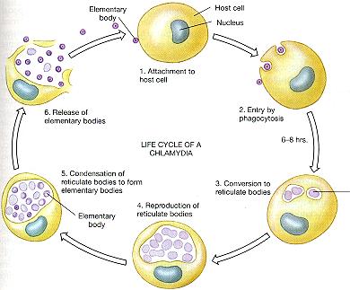 Chlamydial Biology Unusual life-cycle difficult to culture intracellular no cell walls, related to gram-- bacteria Biphasic reproduction Elementary body Reticulate body 3