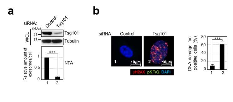 Supplementary Figure 10 Inhibition of exosome secretion by knocking down Tsg101, Rab27b or Slp4 in HDFs.