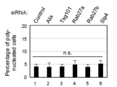 Supplementary Figure 11 Depletion of Alix does not cause cytokinetic failure in HDFs. Pre-senescent TIG-3 cells were subjected to transfection with indicated sirna oligos twice (at 2day intervals).