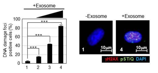 Supplementary Figure 5 Exosome has the potential to provoke the DDR in recipient cells.