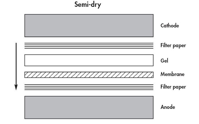 Figure 4. Assembly of the layers for semi-dry Western transfer of proteins. The arrow indicates the direction of protein transfer. B5.