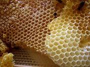 Beeswax adulteration with hydrocarbons According to the