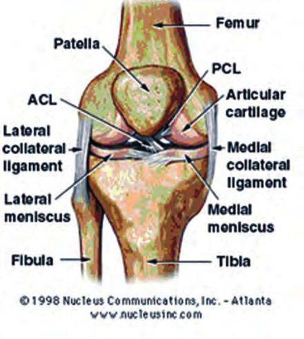 Figure 1: Knee anatomy, right knee (ACL=anterior cruciate ligament; PCL=posterior cruciate ligament) KNEE Anatomy The knee is made up of four bones: the femur, the tibia, the fibula, and the patella.