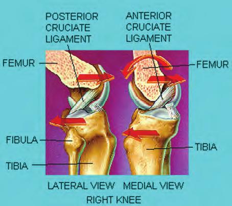 They are located on the peripheral aspect of the joint and act as a buffer between the tibia and femur (Figures 1 and 2).